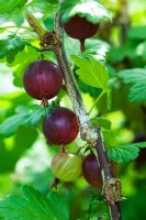 Ribes divericatum - Worcesterberry fruits, Coastal black gooseberry, ripe on a bush
