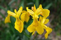 Iris pseudocorus - Flag iris