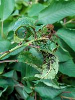 Myzus cerasi - Cherry blackfly infestation on shoot tips