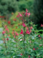 Salvia x jamensis 'La Siesta'