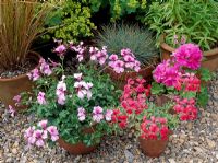 Pelargonium 'Evka', Pelargonium 'Matisse' and Pelargonium 'Ingres' in pots