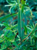 Septoria Exotica - Hebe Leaf Spot 