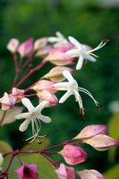 Clerodendron tricotomum fargesii AGM