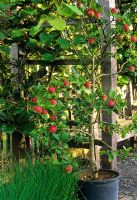 Malus 'Red Devil' - Apple growing in container beside wooden arch and seat