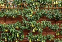 Pyrus 'Conference' - Espaliered pear tree