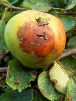 Apple fruit split, secondary rot infection