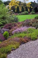 Mixed conifer beds with heathers and Robinia pseudoacacia 'Frisia' in background - Winterbourne Botanic Garden