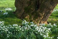 Galanthus 'Flore Plena' - Double Snowdrops under an old Morus nigra - Black Mulberry, Heale House Gardens, Wiltshire