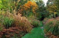 The Long Walk autumn borders of grasses, perennials, trees and shrubs in October including Miscanthus, Sedum, Pennisetum, Sanguisorba, Verbena bonariensis and Sorbus 
at Knoll Gardens, Dorset