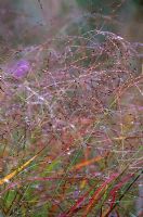 Panicum virgatum 'Hanse Herms' with dew drops at Knoll Gardens, Dorset in October