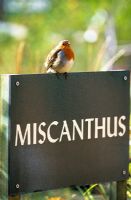 Robin sitting on a Miscanthus sign in the nursery at Knoll Gardens, Dorset