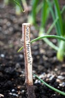 Rustic plant label in a vegetable garden