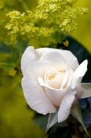 Rose amongst Alchemilla Mollis