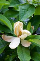 Magnolia thompsoniana