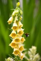 Digitalis grandiflora and bumblebee