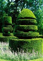 Taxus - Yew topiary forms underplanted with Nepeta x faassenii 
