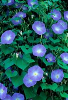 Ipomoea 'Heavenly Blue' - Morning Glory
