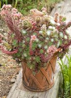 Sempervivum hirtum, evergreen mat forming perennial succulent mid green leaves suffused red, clusters of star shaped flowers in terracotta pot in scree garden - Woodpeckers, Warwickshire