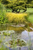 Pond with waterlillies and water loving plants planted around edges - Woodpeckers, Warwickshire