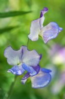 Lathyrus odoratus 'Blue Ripple' - Sweet pea 
