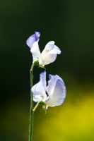 Lathyrus odoratus 'Blue Ripple' - Sweet pea 