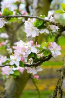 Malus 'Baumann's Reinette' - Apple blossom
