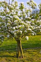 Pear orchard in blossom