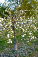 Malus 'Spartan' - Apple tree in blossom