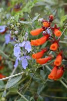 Teucrium fruticans and Eccremocarpus - Germander and Chillean Glory Flower or Vine