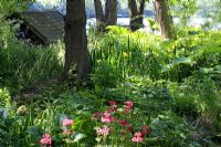 Bog garden near lake and boathouse, planting includes Primula, ferns and Petasites japonicus