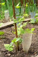 Recycled plastic bottles being used to water runner beans at roots