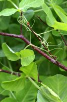 Pisum - Pea tendrils clinging to pea sticks