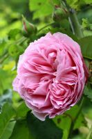 Rosa 'Louise Odier' - Bourbon rose bred in 1851, classic shrub rose