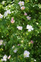 Rosa canina - Common dog rose growing in a hedge 