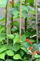 Phaseolus coccineus 'Scarlet Runner' - Runner beans climbing up bamboo wigwam
