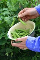 Pisum 'Sugar Bon' - Man harvesting organic peas in enamel colander