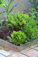 Organic vegetables in raised beds designed for square foot gardening - Beetroot, lettuces, salads, carrots and sweetcorn