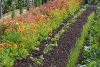 Colourful allotment with rows of vegetables and flowers including marigold and mimulus 