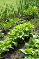 Onion, cauliflower and turnip plants growing in vegetable bed at New Row Cottages, NGS garden Lancashire