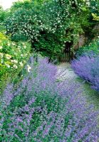 Nepeta 'Six Hills Giant' lining path to gate with white rose covers the wall