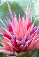Aechmea fasciata - Pink Bromeliad