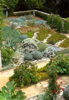 Dry garden in California including Agaves, grape vines, Santolina and other succulants