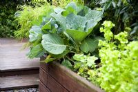 Raised vegetable beds with cabbage and lettuce