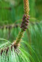 Pinus montezumae - Sir Harold Hillier Gardens/Hampshire County Council, Romsey, Hants, UK