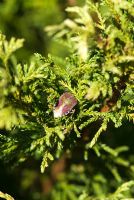 Sloe Bug, Dolycoris baccarum, nestled in Chamaecyparis pisifera 'Snow' - Sir Harold Hillier Gardens/Hampshire County Council, Romsey, Hants, UK