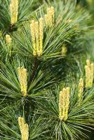 Pinus strobus 'Minuta' - Sir Harold Hillier Gardens/Hampshire County Council, Romsey, Hants, UK