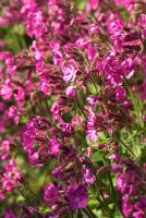 Silene 'Rolly's Favourite' - Sir Harold Hillier Gardens/Hampshire County Council, Romsey, Hants, UK