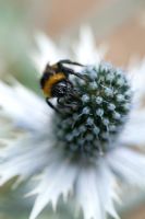 Bombus Terrestris - Bumble bee on Eryngium giganteum 'Silver Ghost' 
