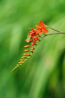 Crocosmia masoniorum - Montbretia flower