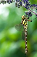 Aeshna juncea - Female Common Hawker dragonfly resting on buddleja
